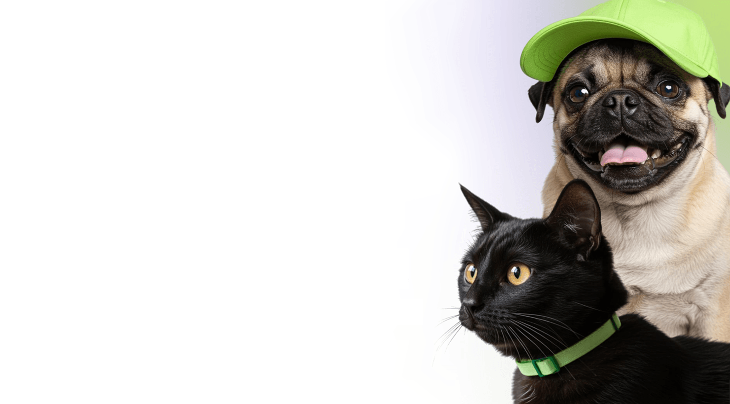 Equipe veterinária em atendimento